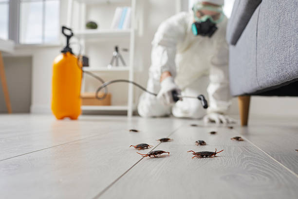 Post-Treatment Bed Bug Interceptor Monitoring in River Ridge